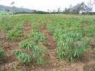 Un vaste champ de manioc